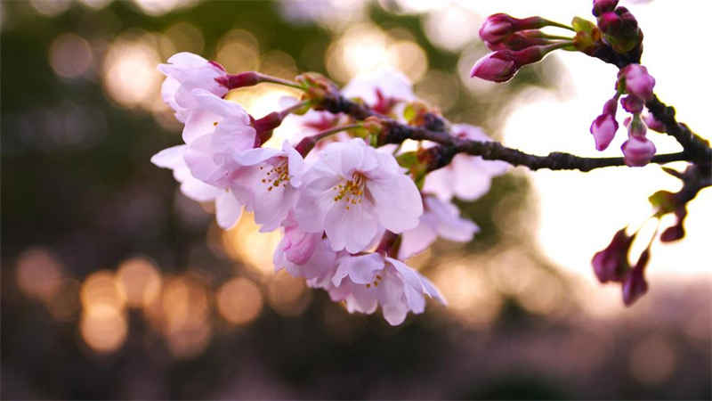 粉色的梅花是什么品种